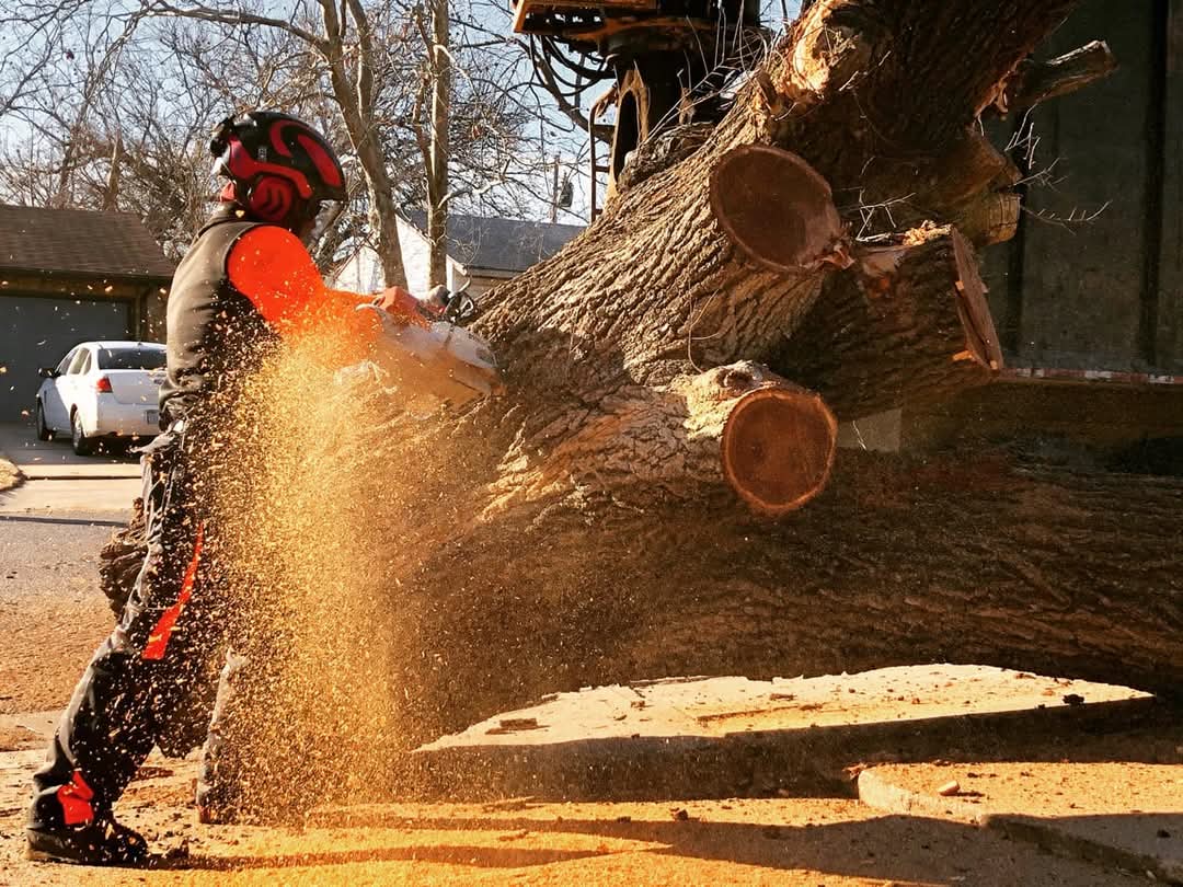 Jay Tree Joshua Tree Lawn & Garden | #1 Tree Service Wichita & Valley Center KS