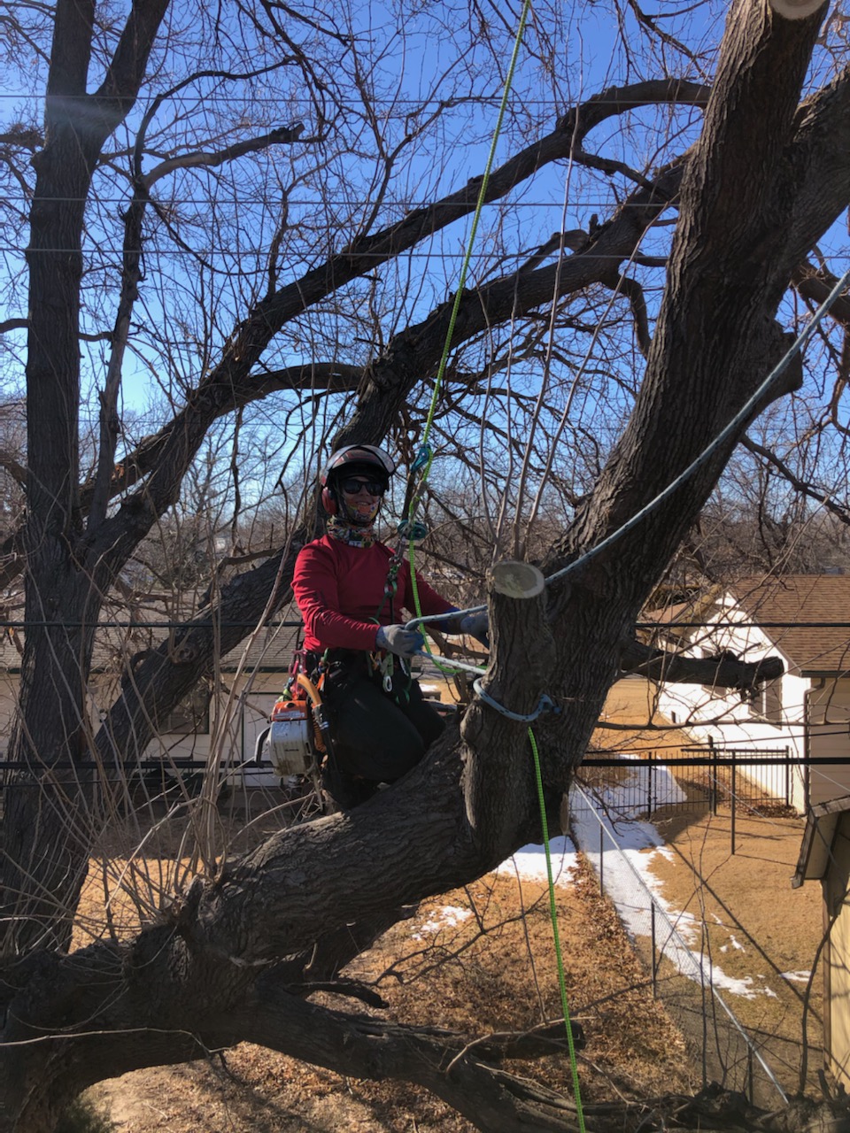 Jay Tree Joshua Tree Lawn & Garden | #1 Tree Service Wichita & Valley Center KS