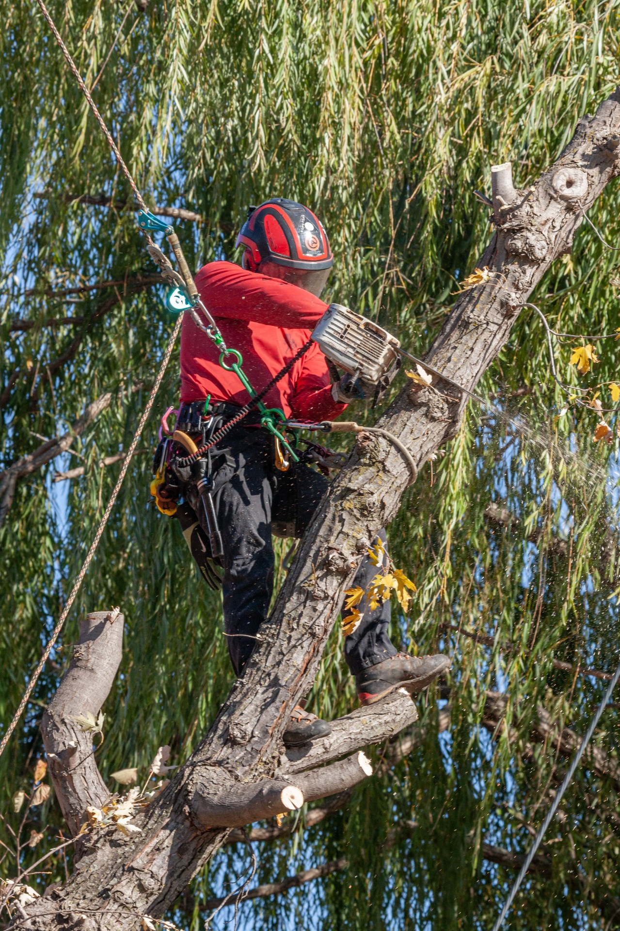 Joshua Tree Lawn & Garden | #1 Tree Service Wichita & Valley Center KS
